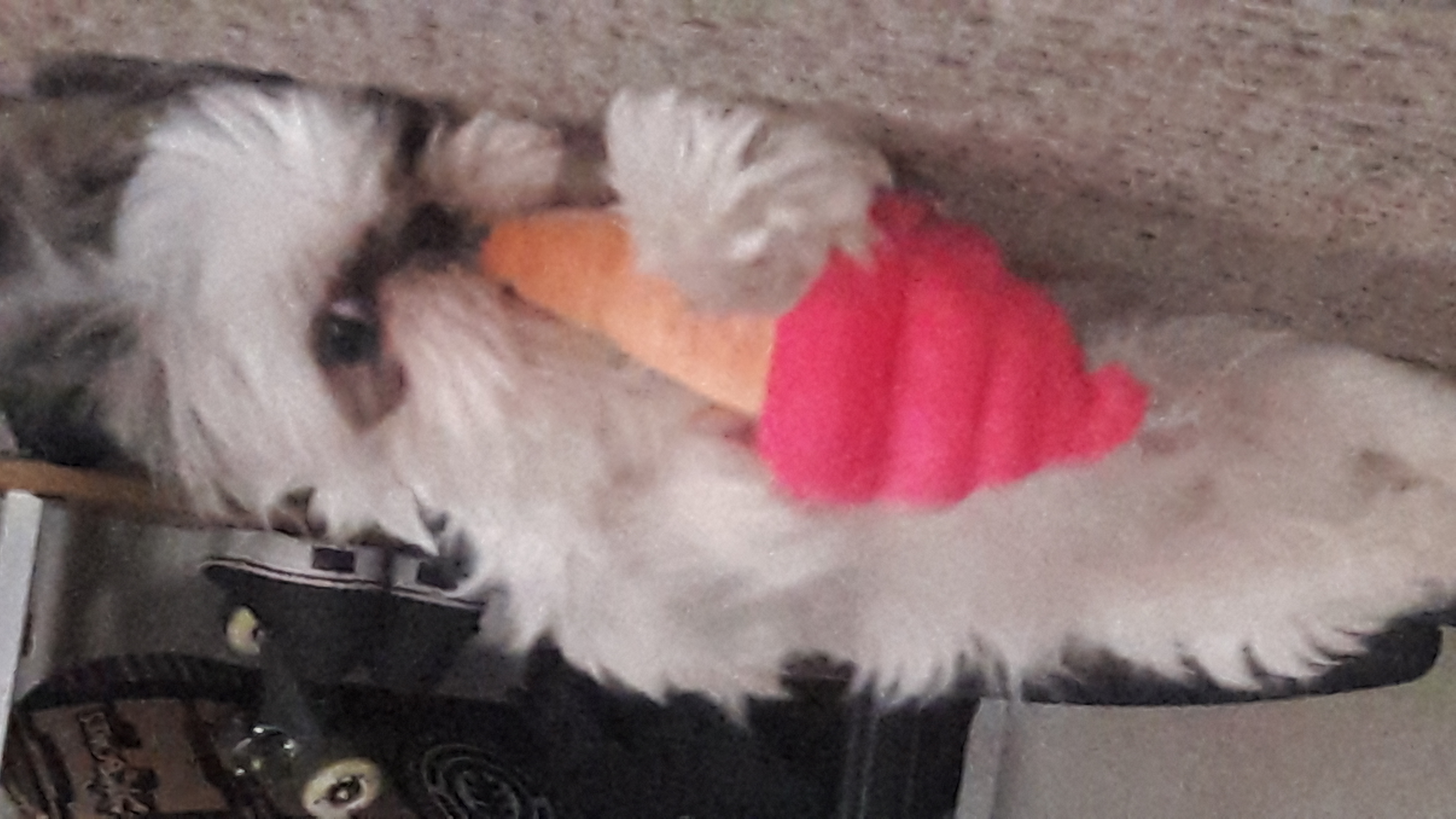 Picture of my Dog